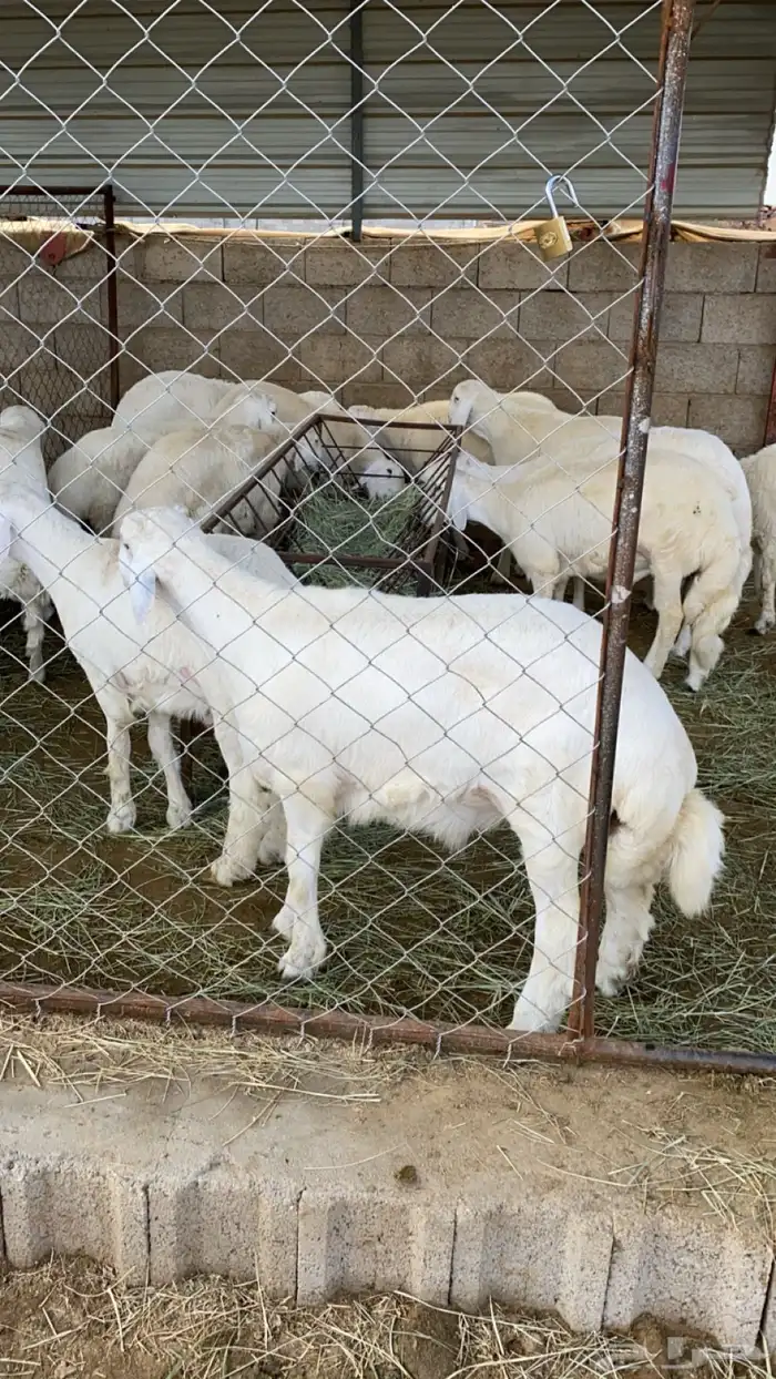خرفان - تيوس - و سواكن مربى على الشرط 4
