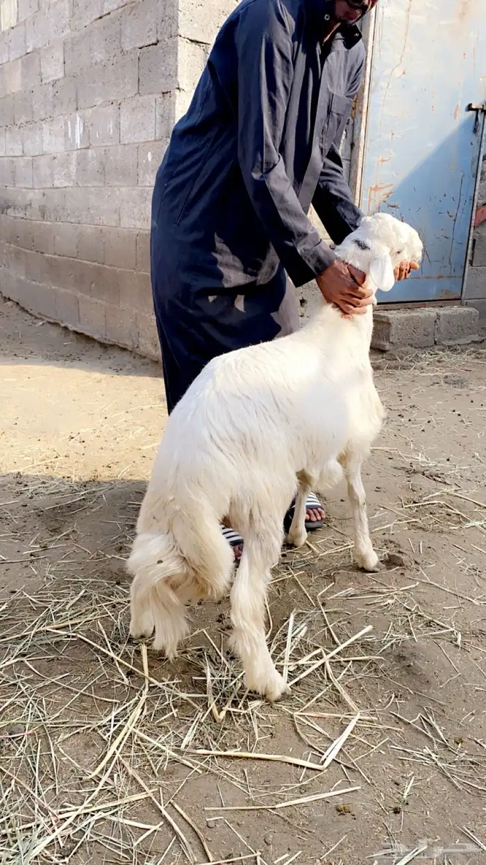 خرفان - تيوس - و سواكن مربى على الشرط 5