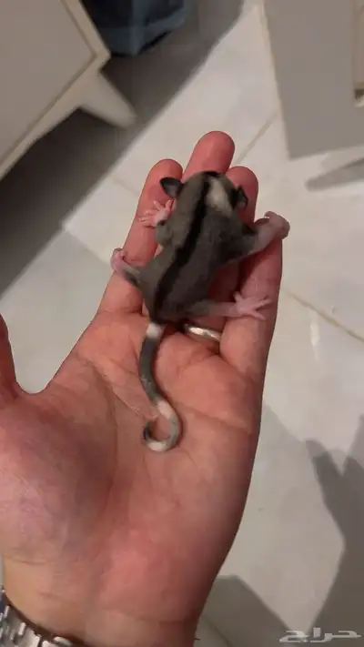 سنجاب الطائر 0