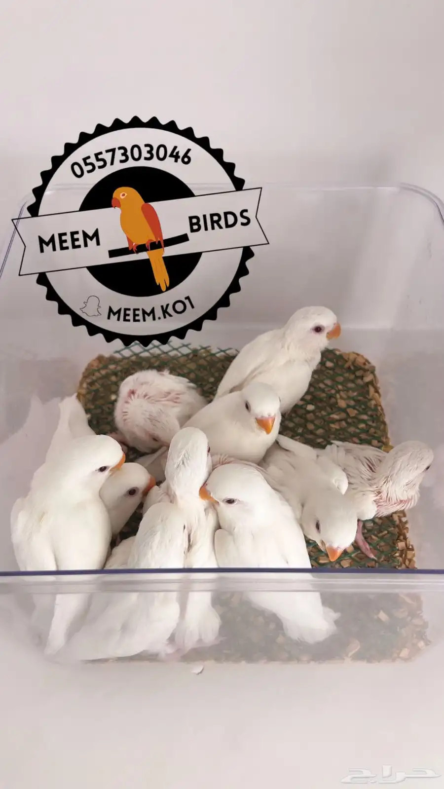 فروخ روز البينو 0