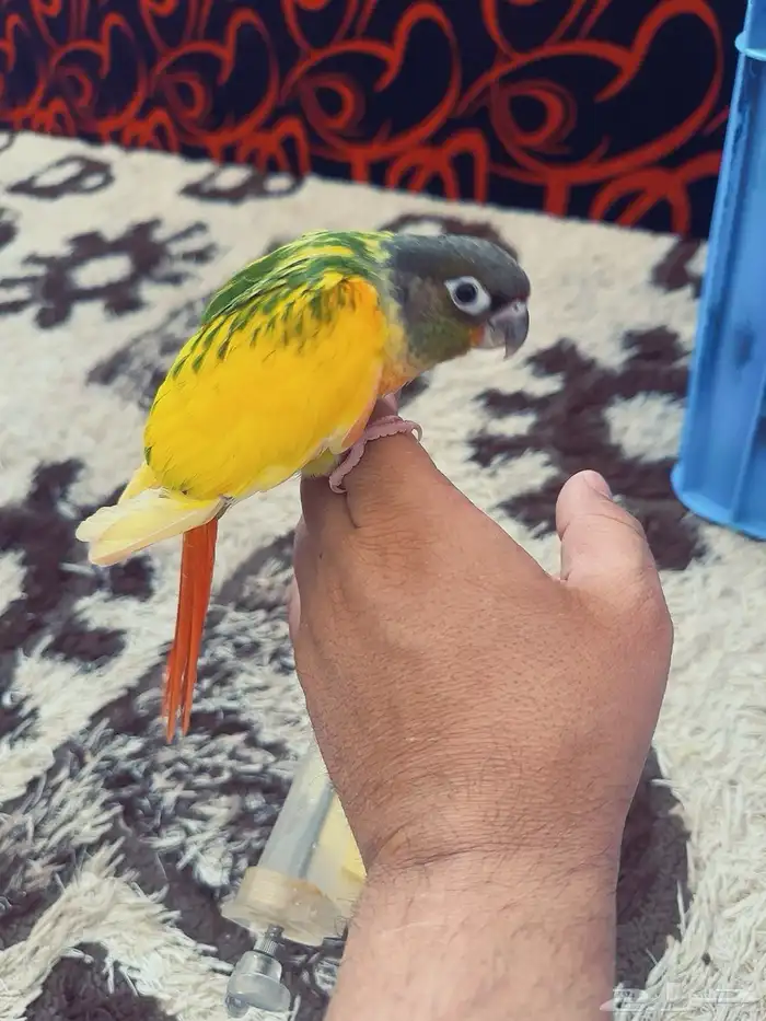 كنيور طفرات من انتاجي الله يبارك للي صارت من نصيبهم 28