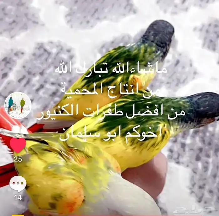 كنيور طفرات من انتاجي الله يبارك للي صارت من نصيبهم 24