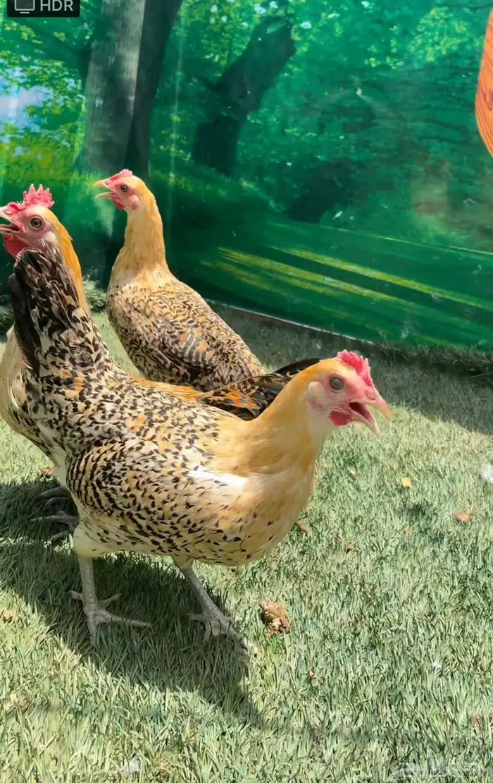 داج عربي هرداوي ترثه 10