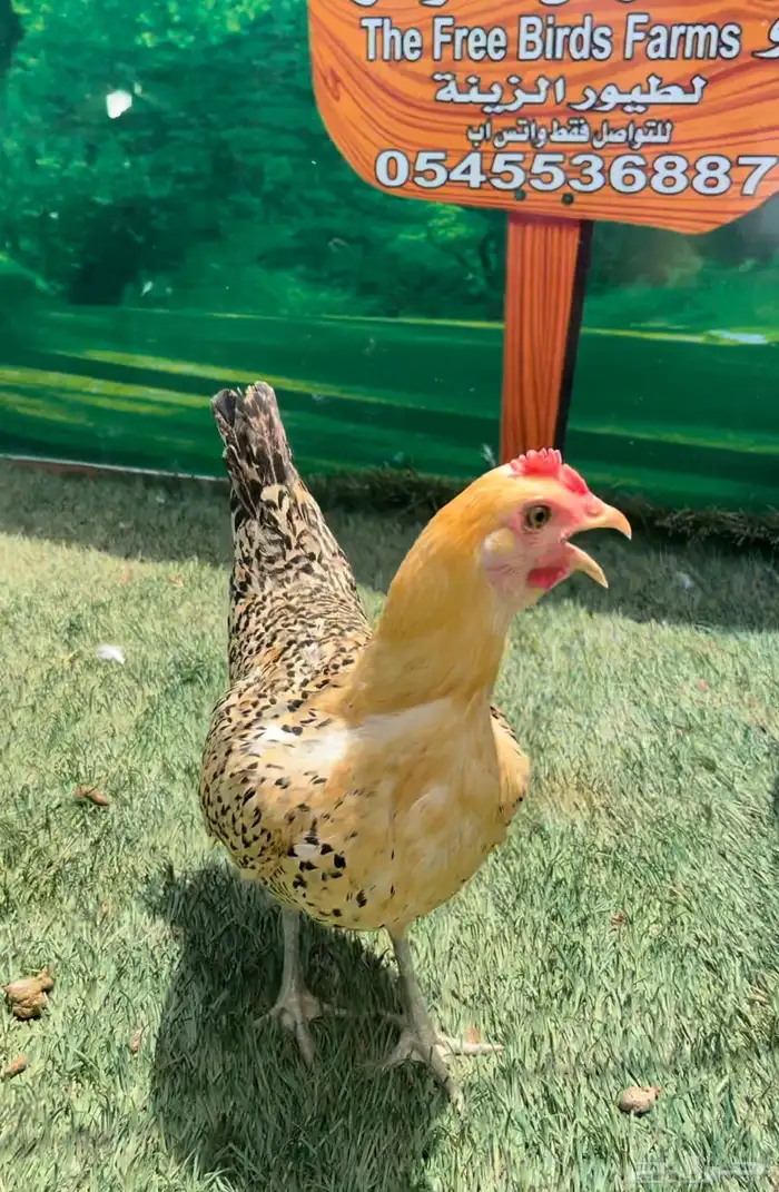 داج عربي هرداوي ترثه 9