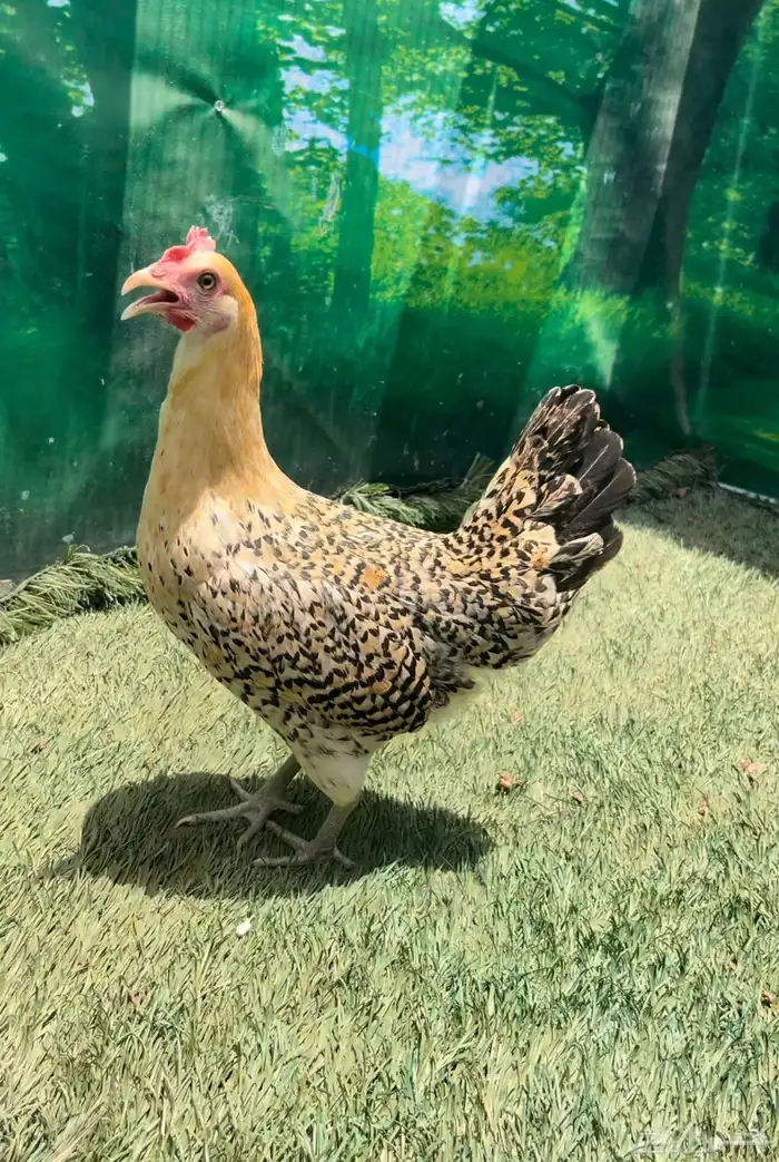 داج عربي هرداوي ترثه 8