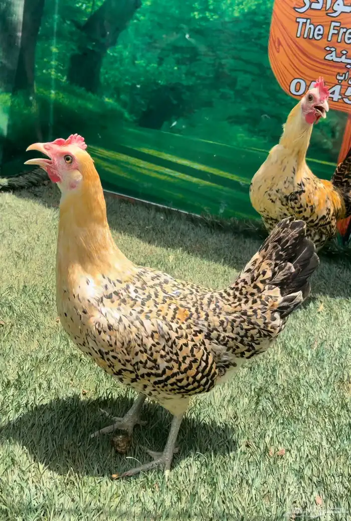 داج عربي هرداوي ترثه 7