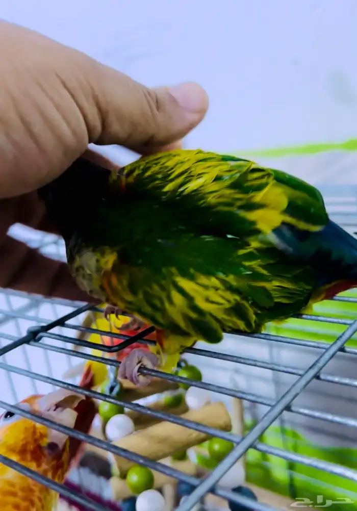 كنيور طفرات من انتاجي الله يبارك للي صارت من نصيبهم 14