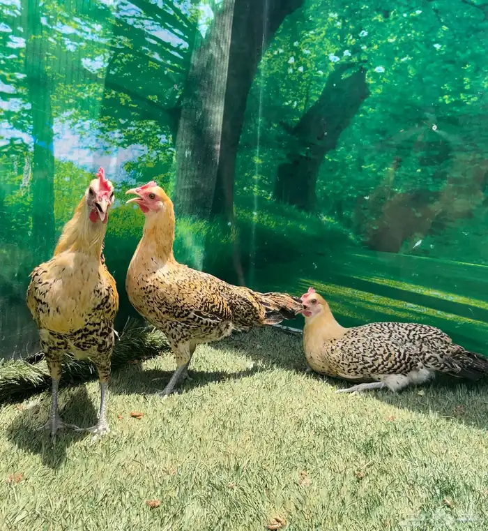 داج عربي هرداوي ترثه 0