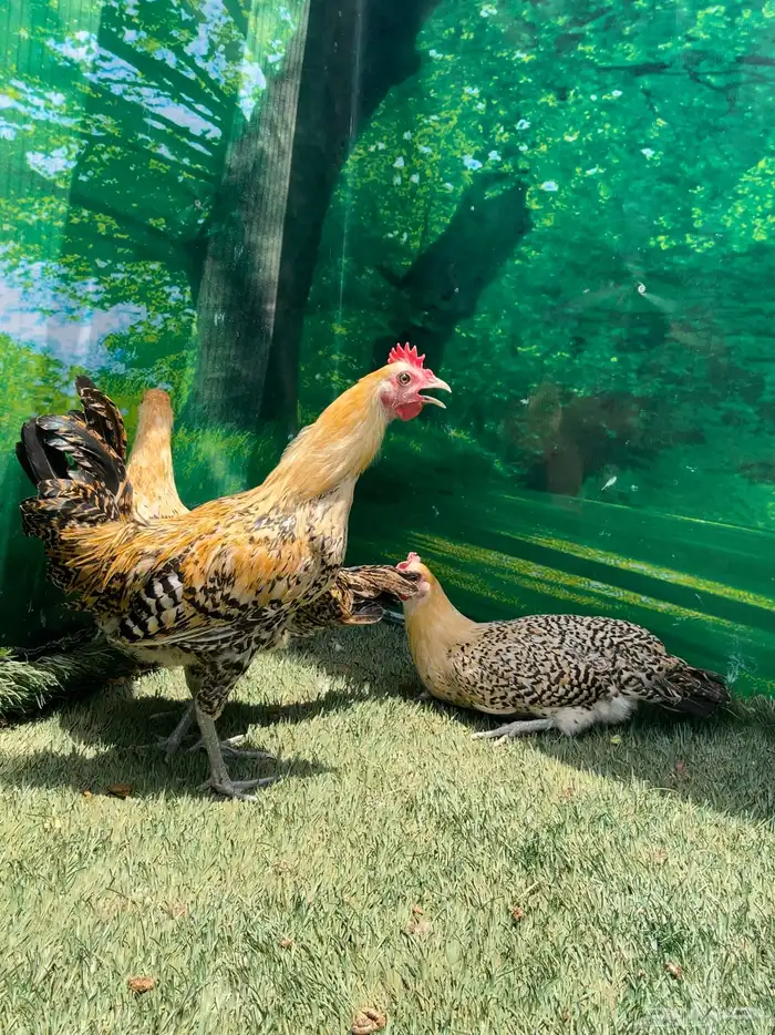 داج عربي هرداوي ترثه 1