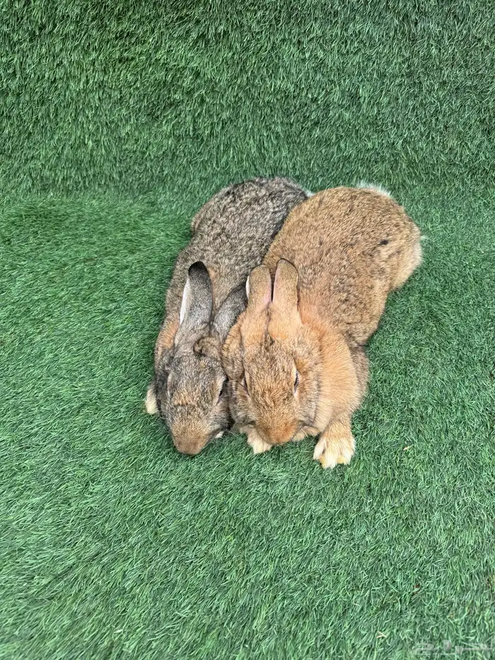 ارانب فلاندر الماني العملاق (تم البيع) 0