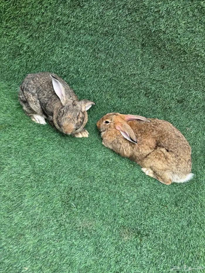 ارانب فلاندر الماني العملاق (تم البيع) 3