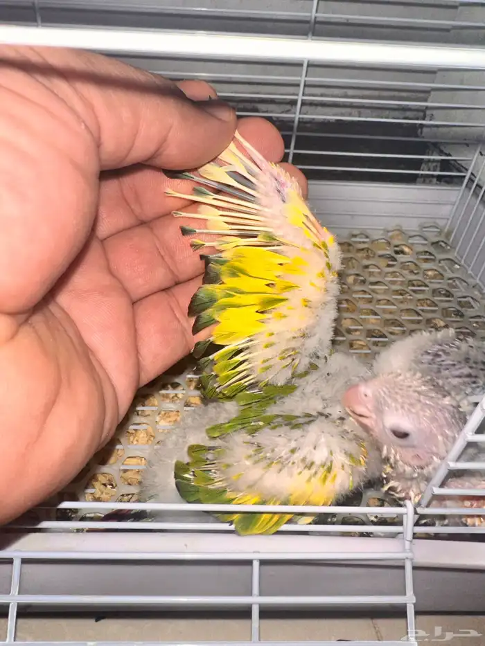 كنيور طفرات من انتاجي الله يبارك للي صارت من نصيبهم 11