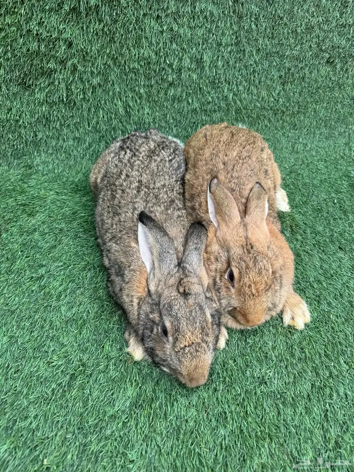 ارانب فلاندر الماني العملاق (تم البيع) 1