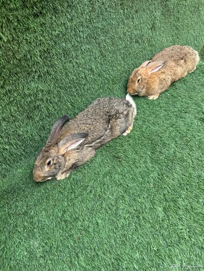 ارانب فلاندر الماني العملاق (تم البيع) 2