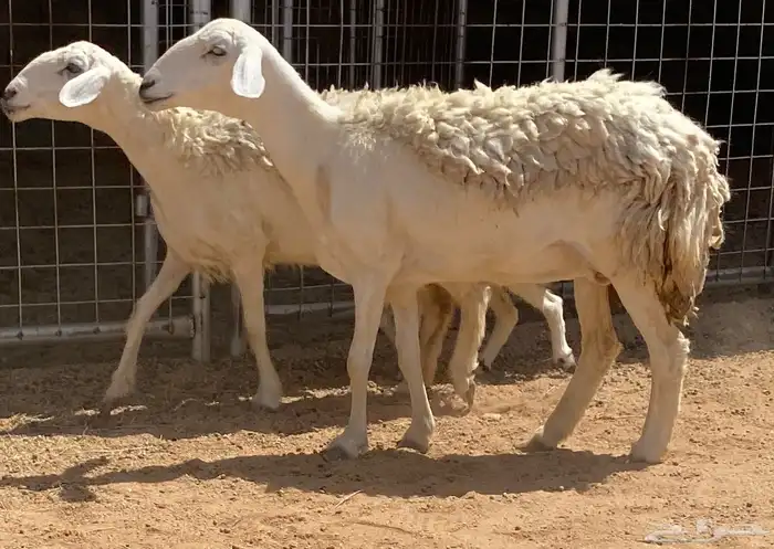 للبيع حريات((تم البيع تم البيع ))) 0