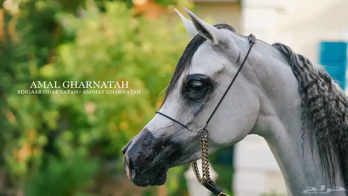 مصور فيديو وفوتوغرافي وتصوير درون 5