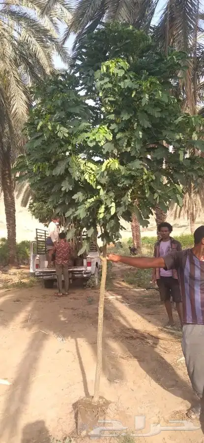 اكاسيا جلوكا شتلات 1