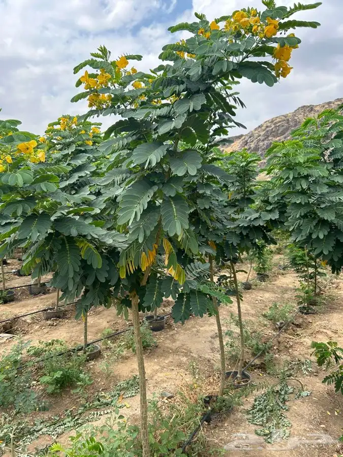 اكاسيا جلوكا شتلات 0