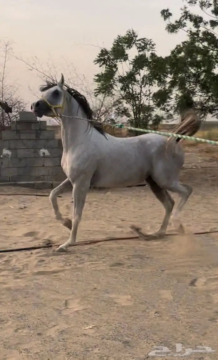 حصان واهو تم البيع 0