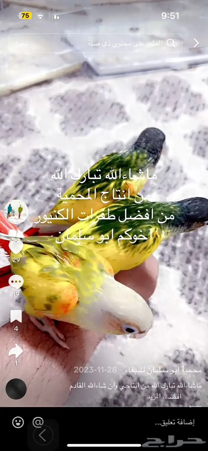 كنيور طفرات من انتاجي الله يبارك للي صارت من نصيبهم 16