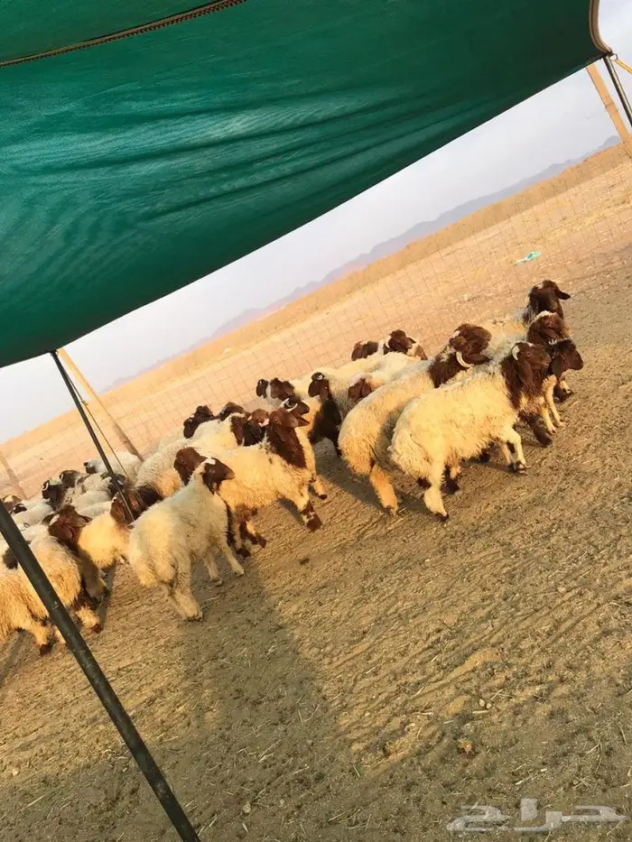 غنم بريه للبيع مع خدمه التوصيل والسلخ الضوء الشارد للاغنام 0