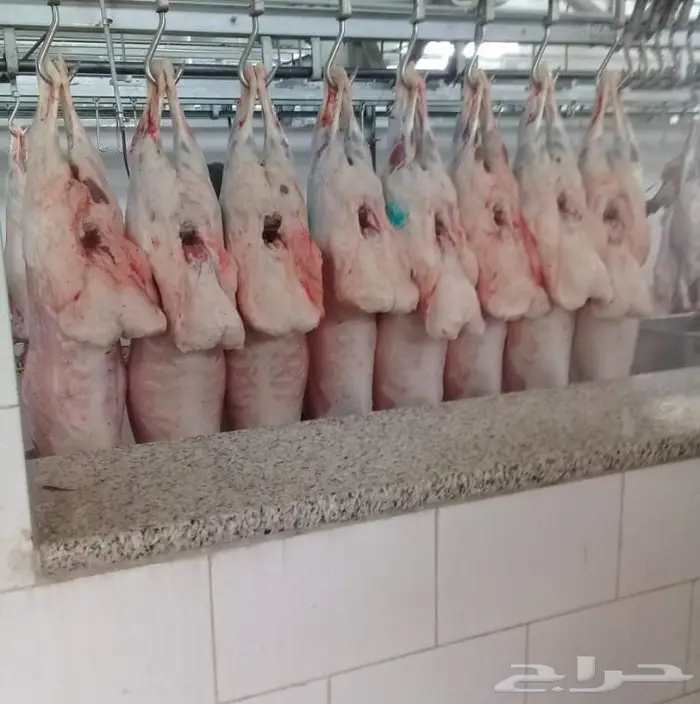 غنم بريه للبيع مع خدمه التوصيل والسلخ الضوء الشارد للاغنام 1