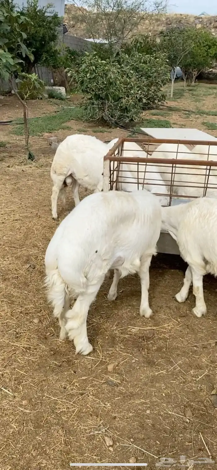 خرفان - تيوس - و سواكن مربى على الشرط 1