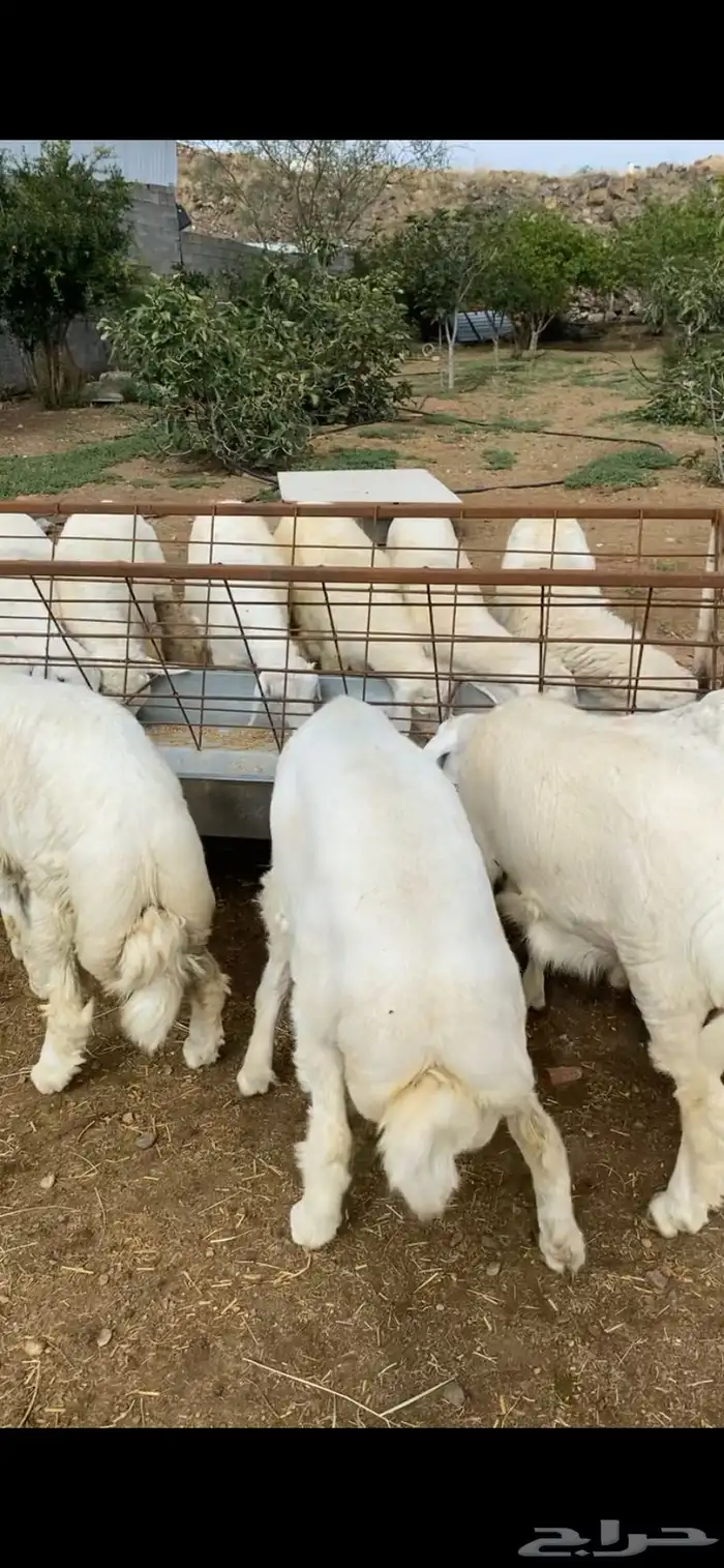 خرفان - تيوس - و سواكن مربى على الشرط 0