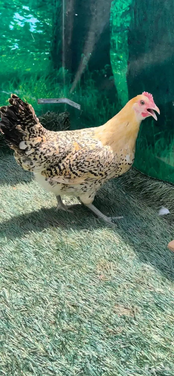 داج عربي هرداوي ترثه 6