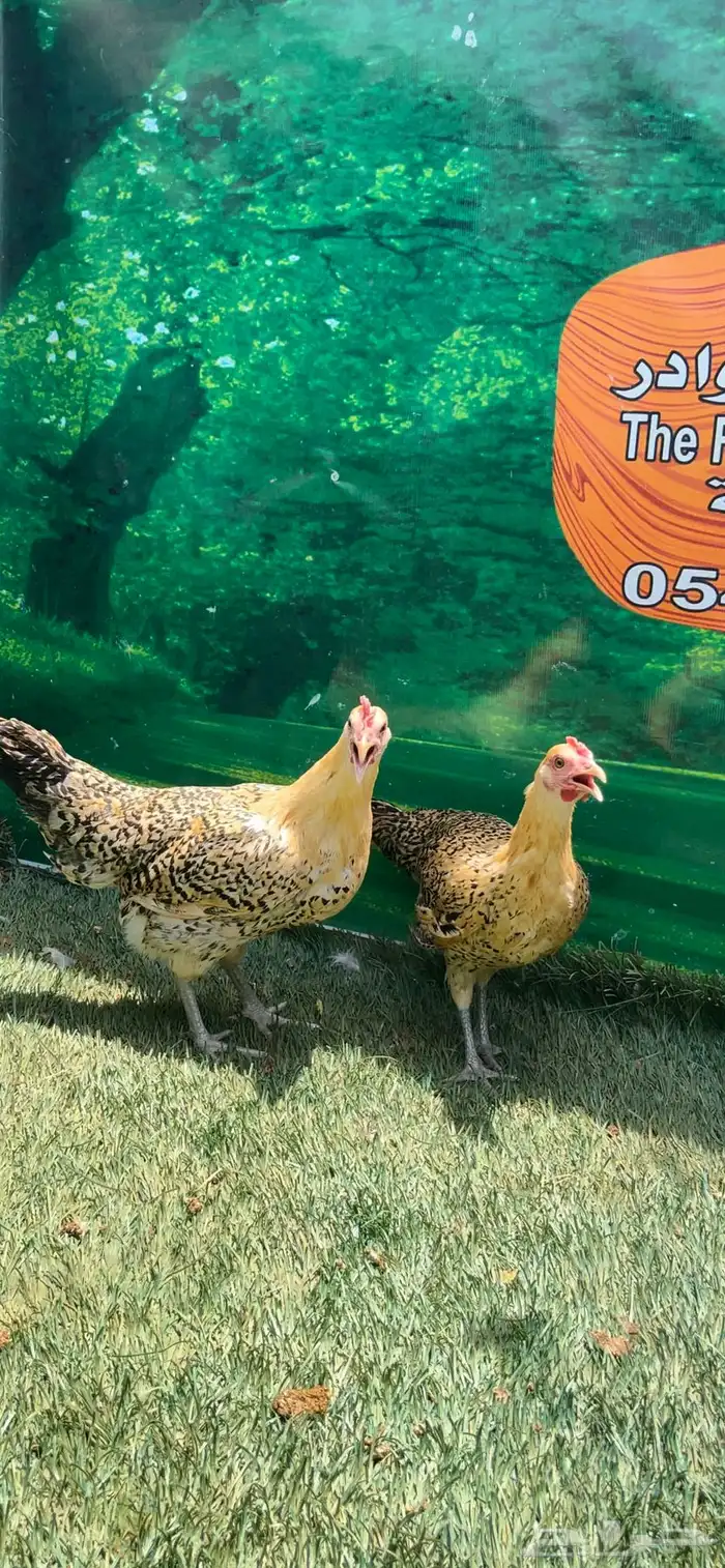 داج عربي هرداوي ترثه 4