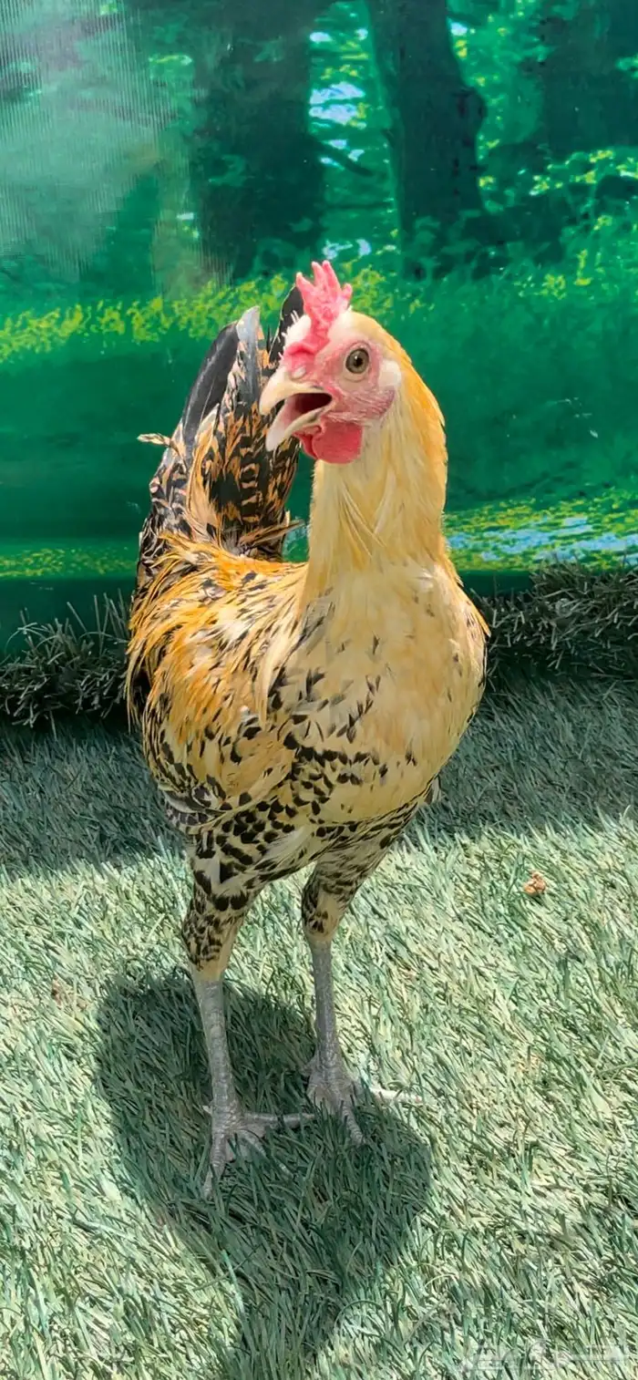 داج عربي هرداوي ترثه 2