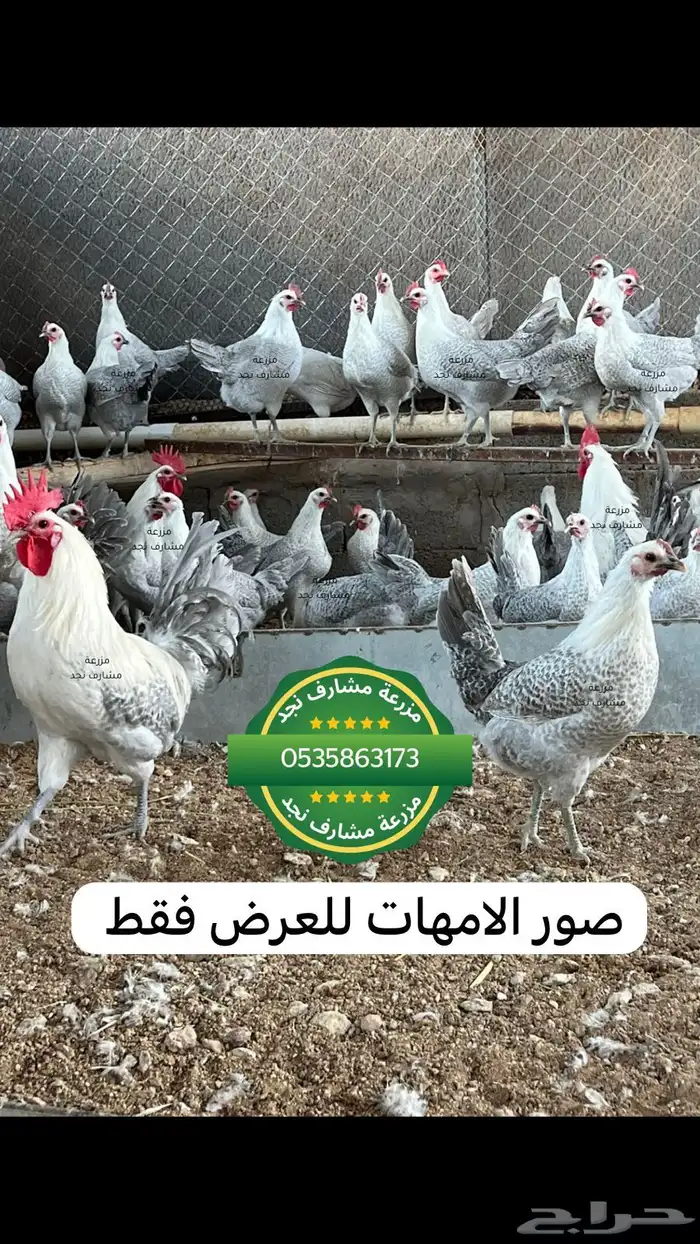 صوص فيومي سوبر جامبو اصل 3