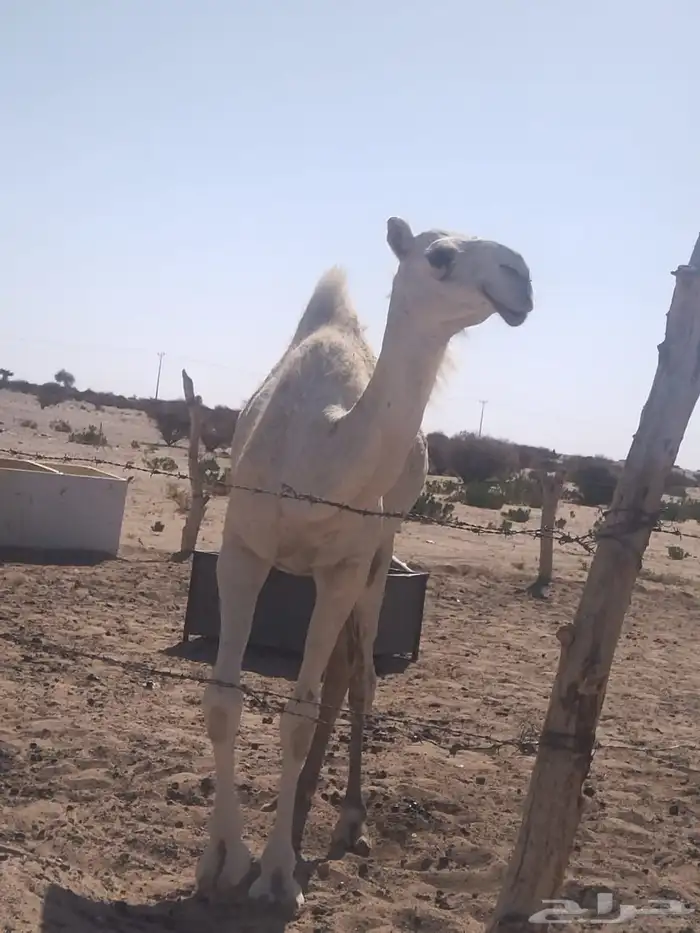 بكره لحالها 2