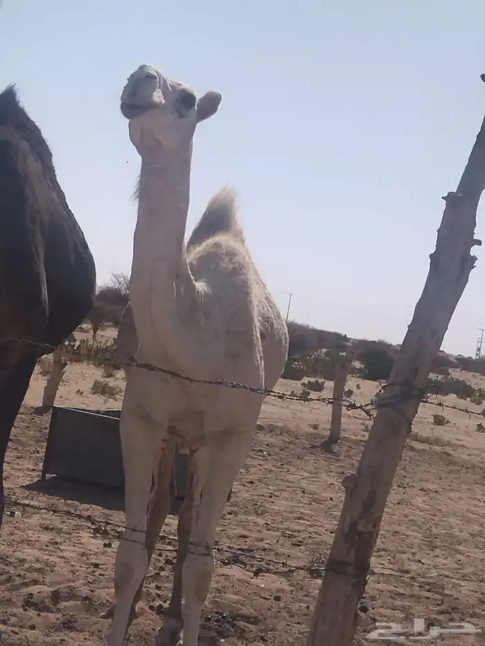 بكره لحالها 0