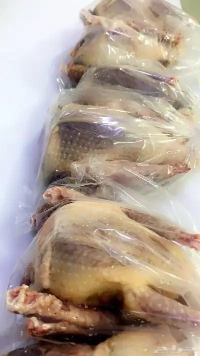 زغاليل حمام للبيع الموقع رفحاء مذبوح وجاهز السعر 35 0