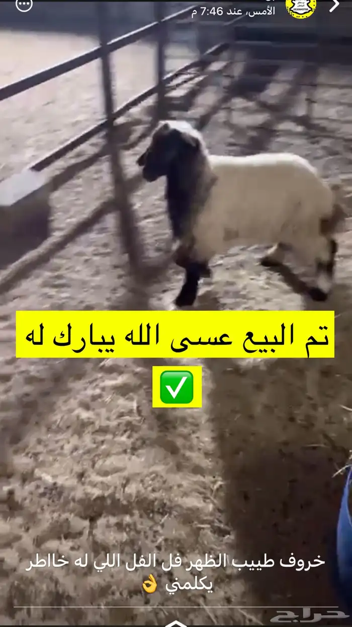 ذبايح الحفر 25