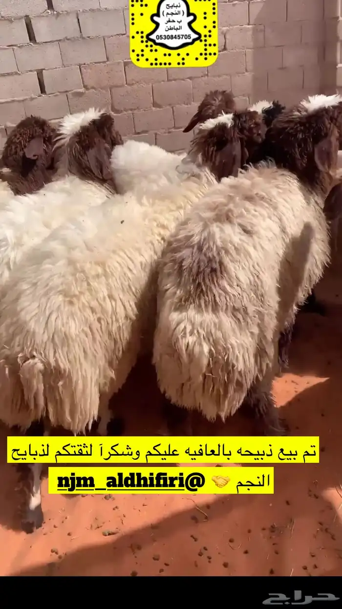 ذبايح الحفر 1