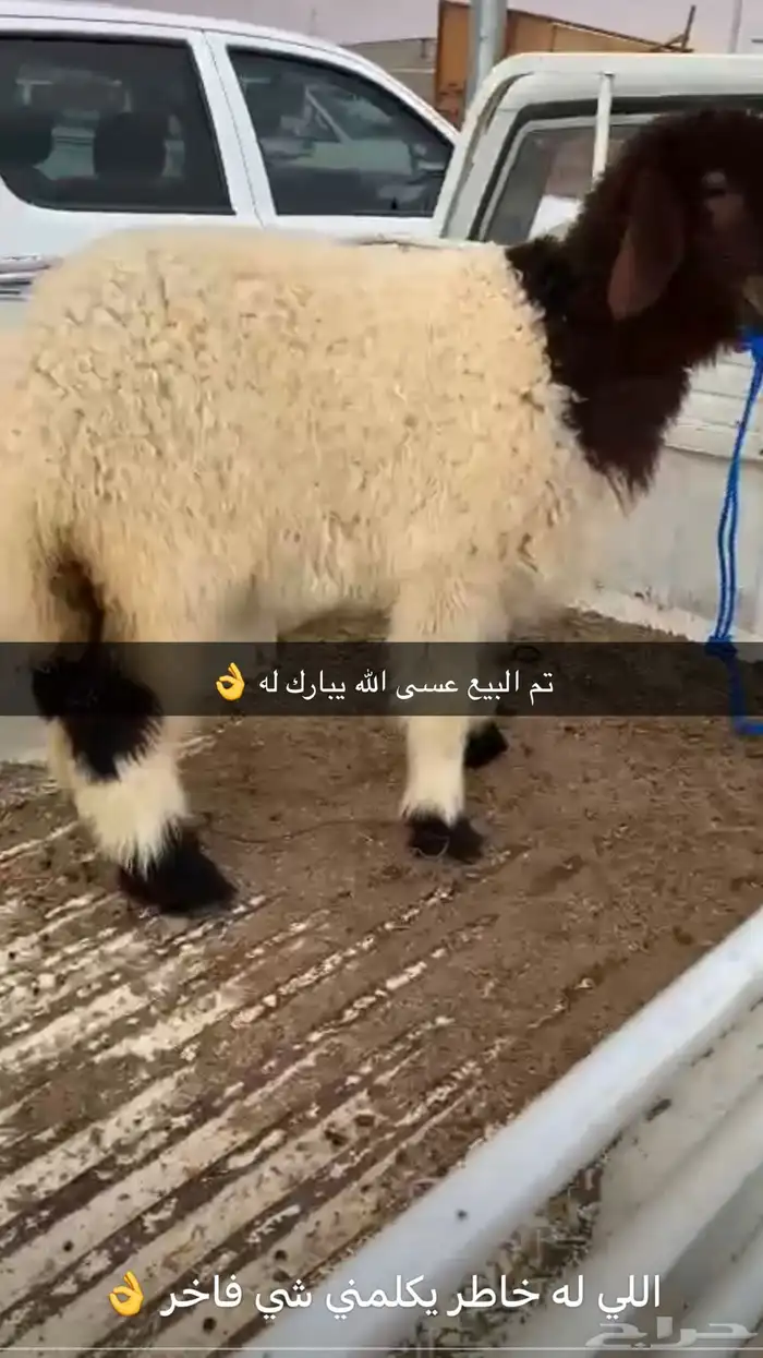 ذبايح الحفر 26