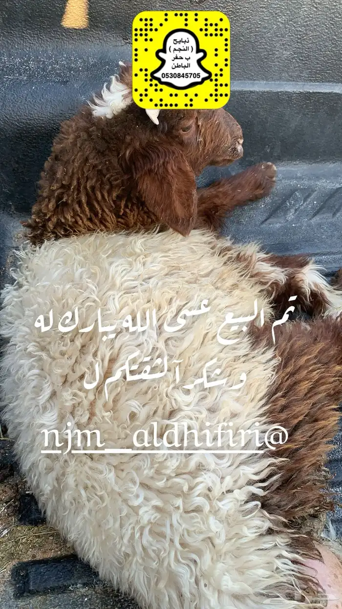 ذبايح الحفر 23