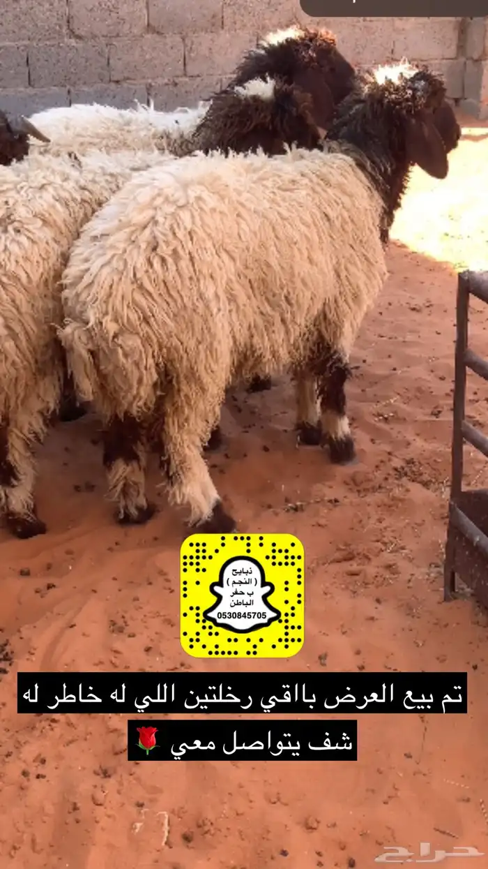 ذبايح الحفر 3