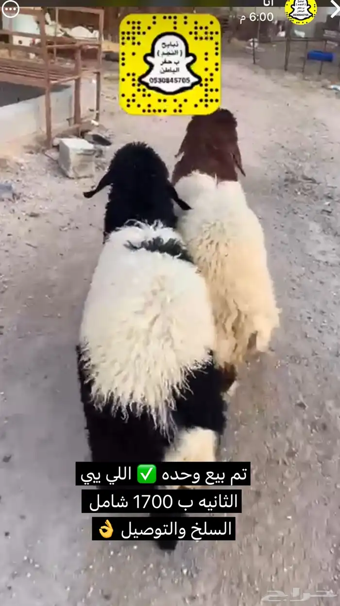 ذبايح الحفر 18