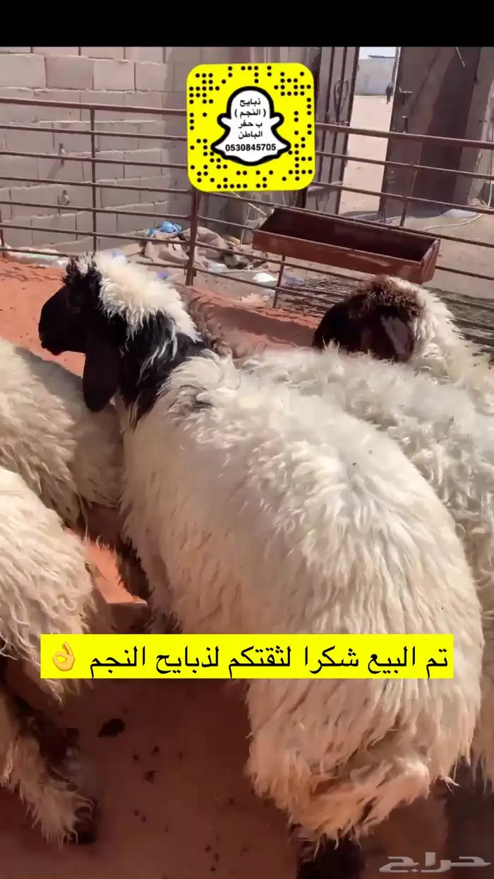 ذبايح الحفر 2