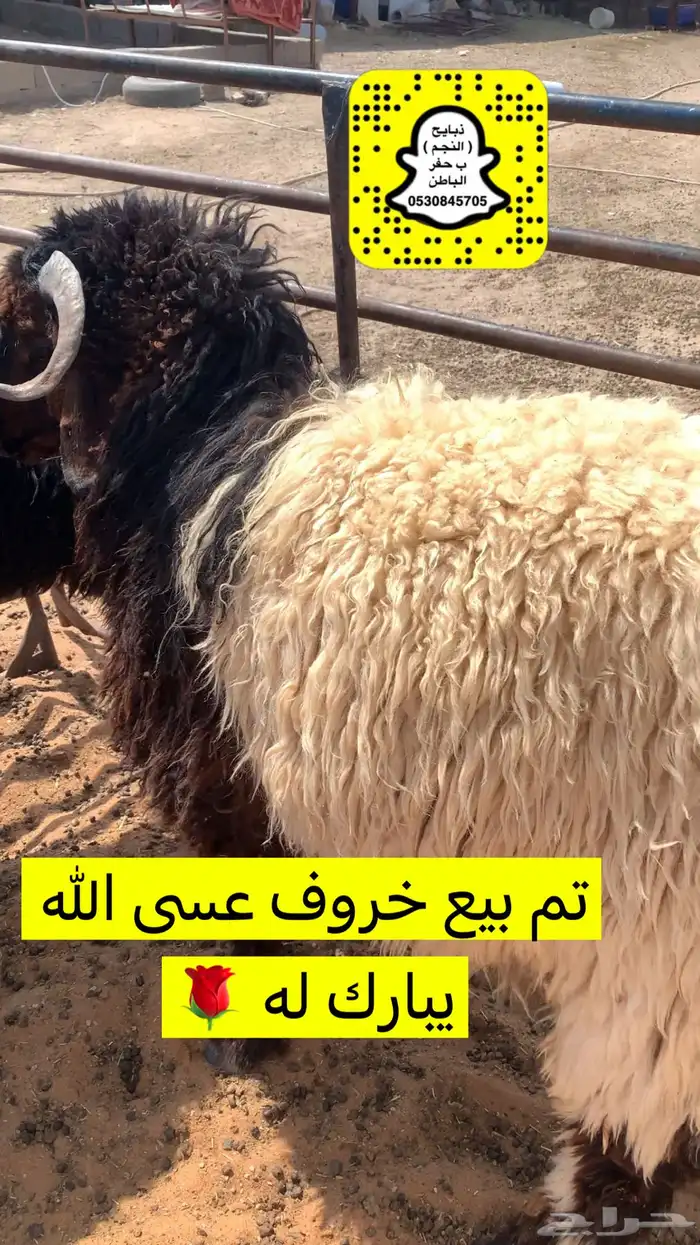 ذبايح الحفر 13