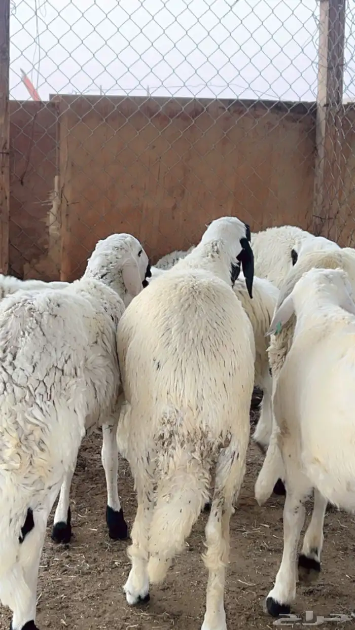 سواكن مرابي 4 شهور فل شحم 5