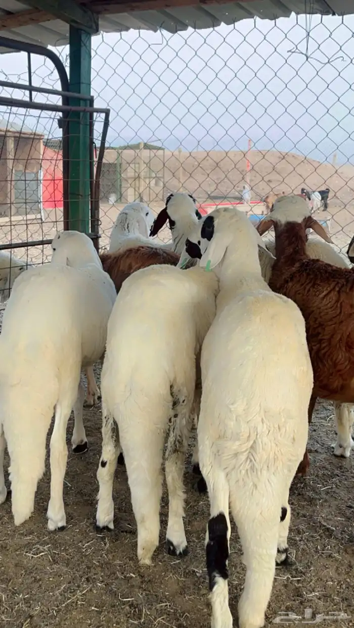 سواكن مرابي 4 شهور فل شحم 10