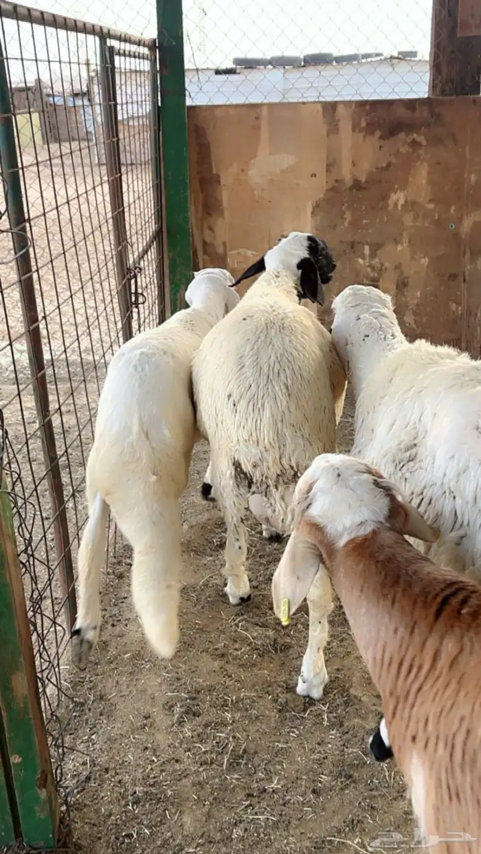 سواكن مرابي 4 شهور فل شحم 7