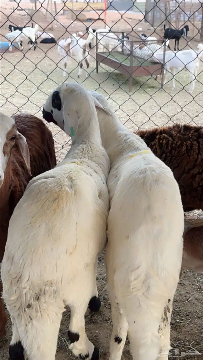 سواكن مرابي 4 شهور فل شحم 4