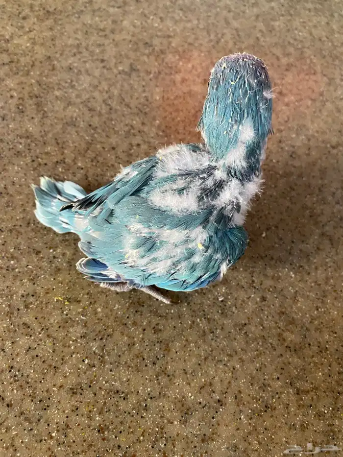 فرخ كويكر غر ( تم البيع ) 1