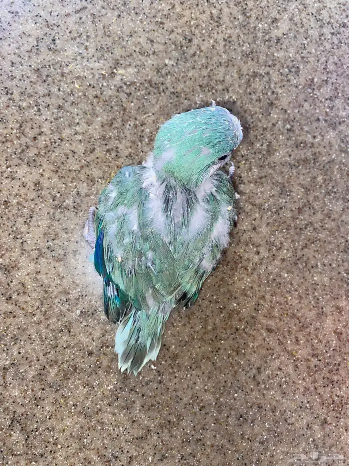 فرخ كويكر غر ( تم البيع ) 2