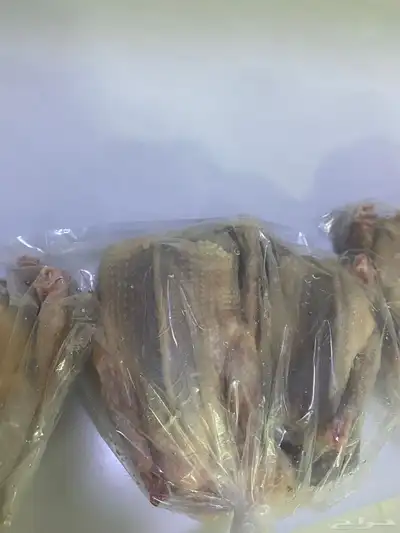 زغاليل حمام للبيع الموقع رفحاء مذبوح وجاهز السعر 35 3